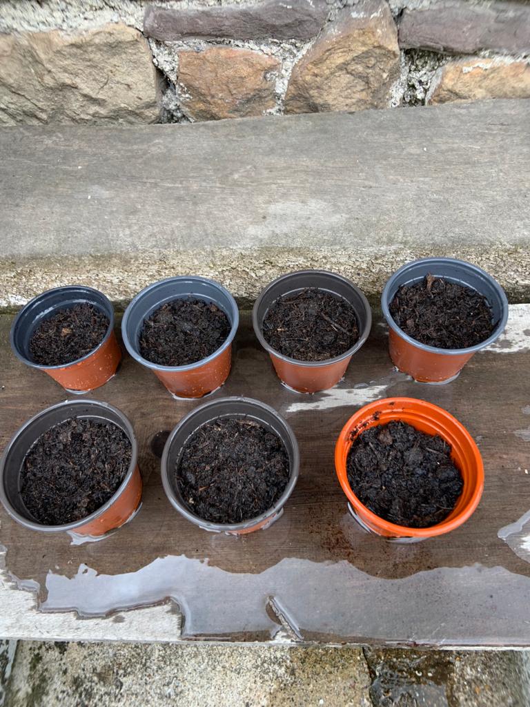 Geraint O - Sunflower selfie