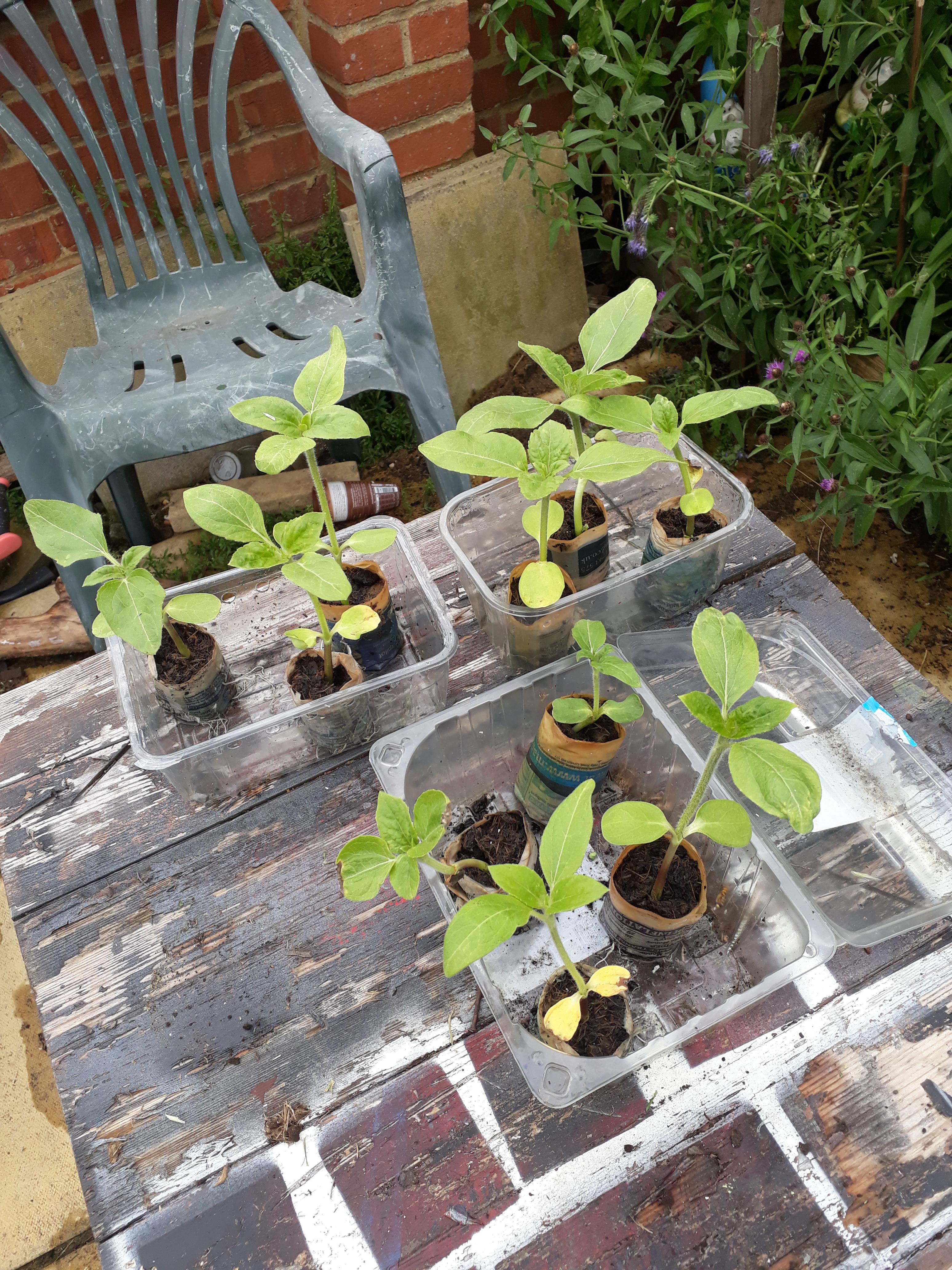 Geraint O - Sunflower selfie
