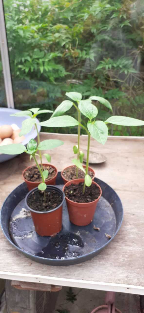 Geraint O - Sunflower selfie