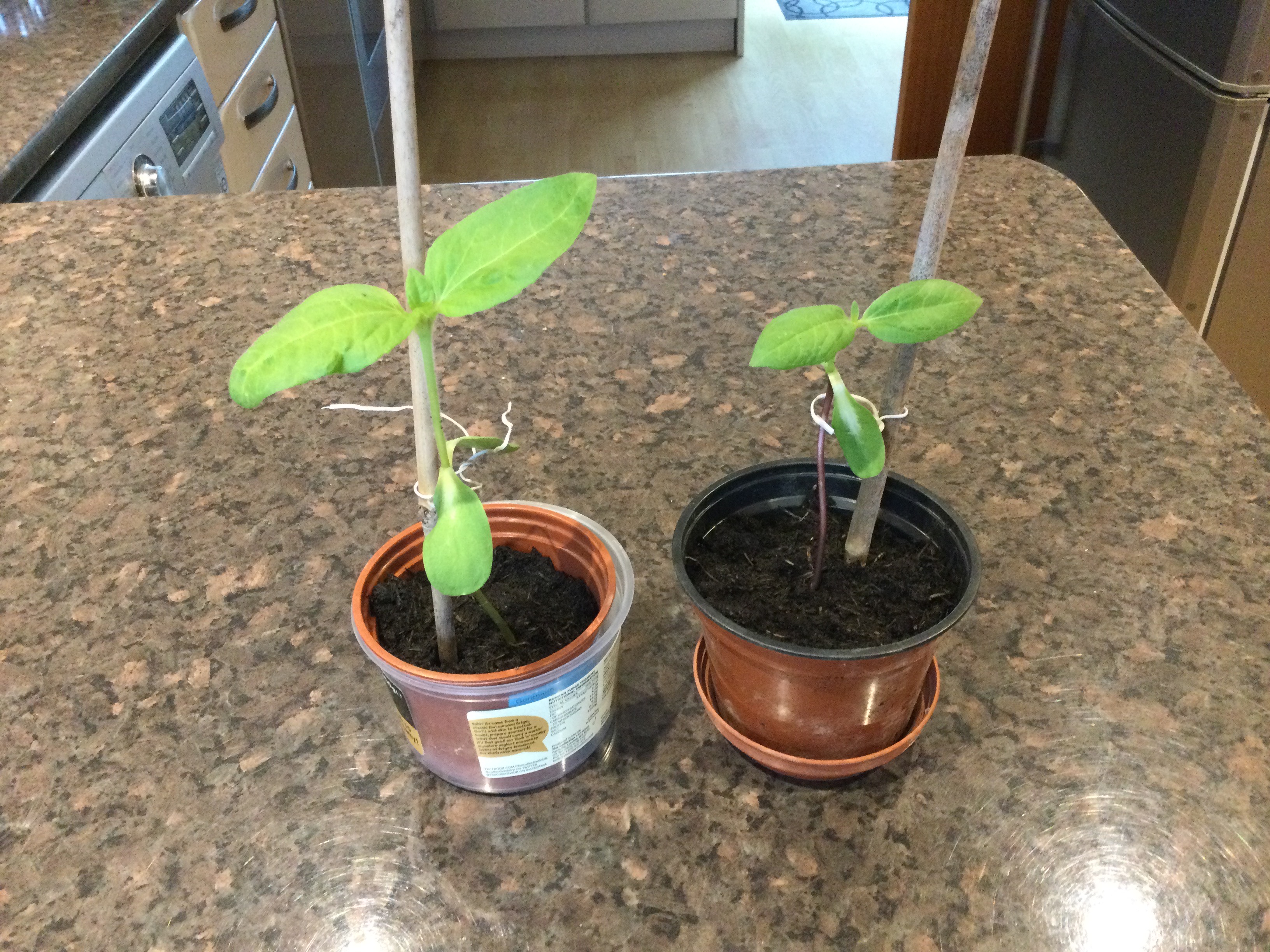 Maureen G - I only have 2 left as I gave the others to my husband to see how he would get on and the birds ate his !