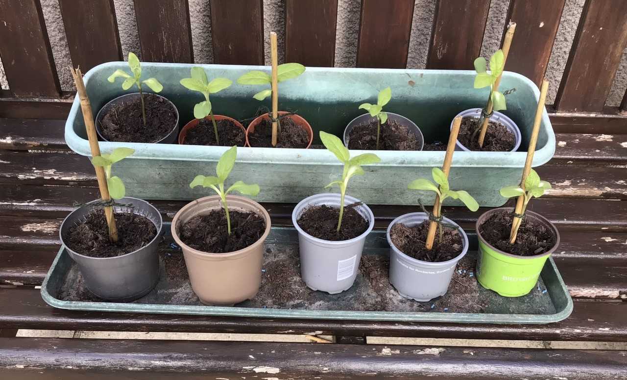 Geraint O - Sunflower selfie