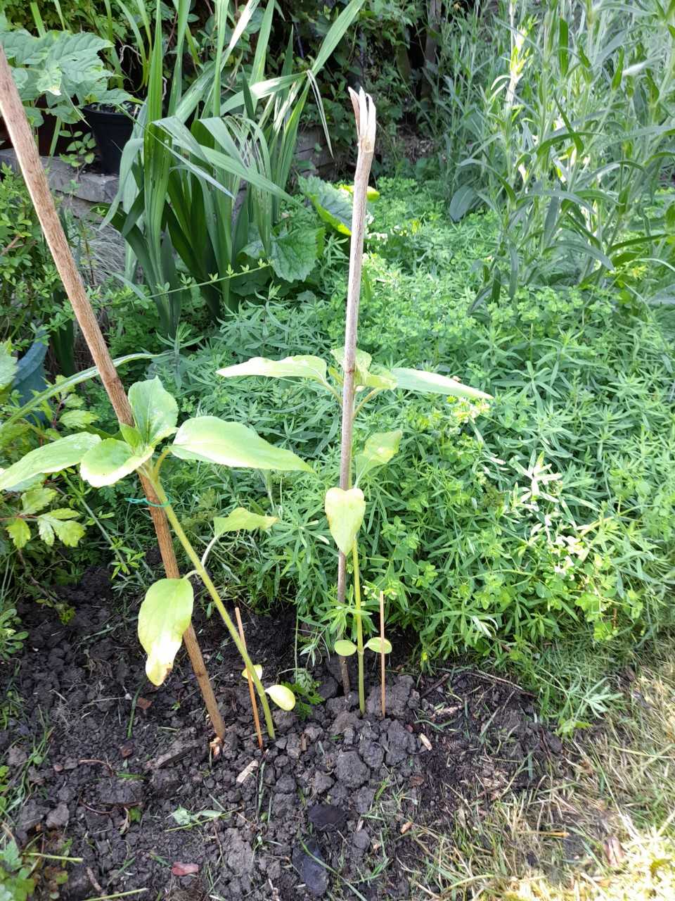 Geraint O - Sunflower selfie