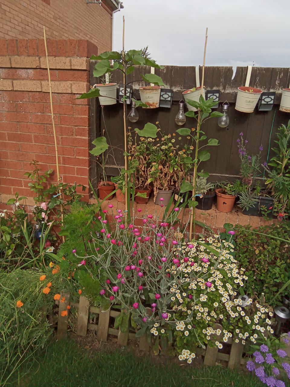 Claire B My one sunflower is over 5ft tall with the others about 4ft tall