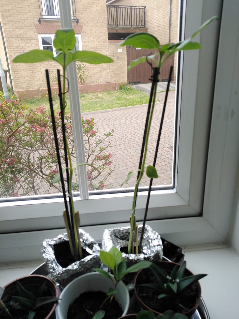 Nazeera R - my sunflowers