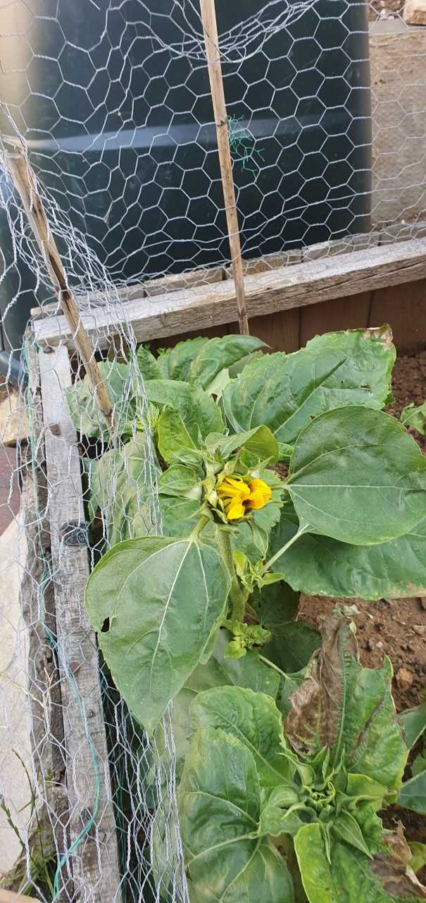 Geraint O - Sunflower selfie
