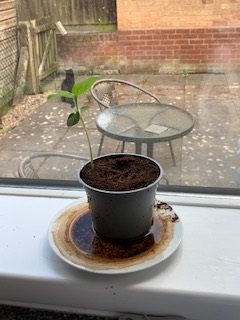 Nikki R - It’s growing from Nikki R