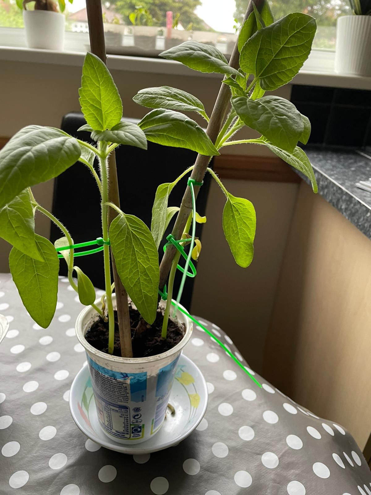 Geraint O - Sunflower selfie