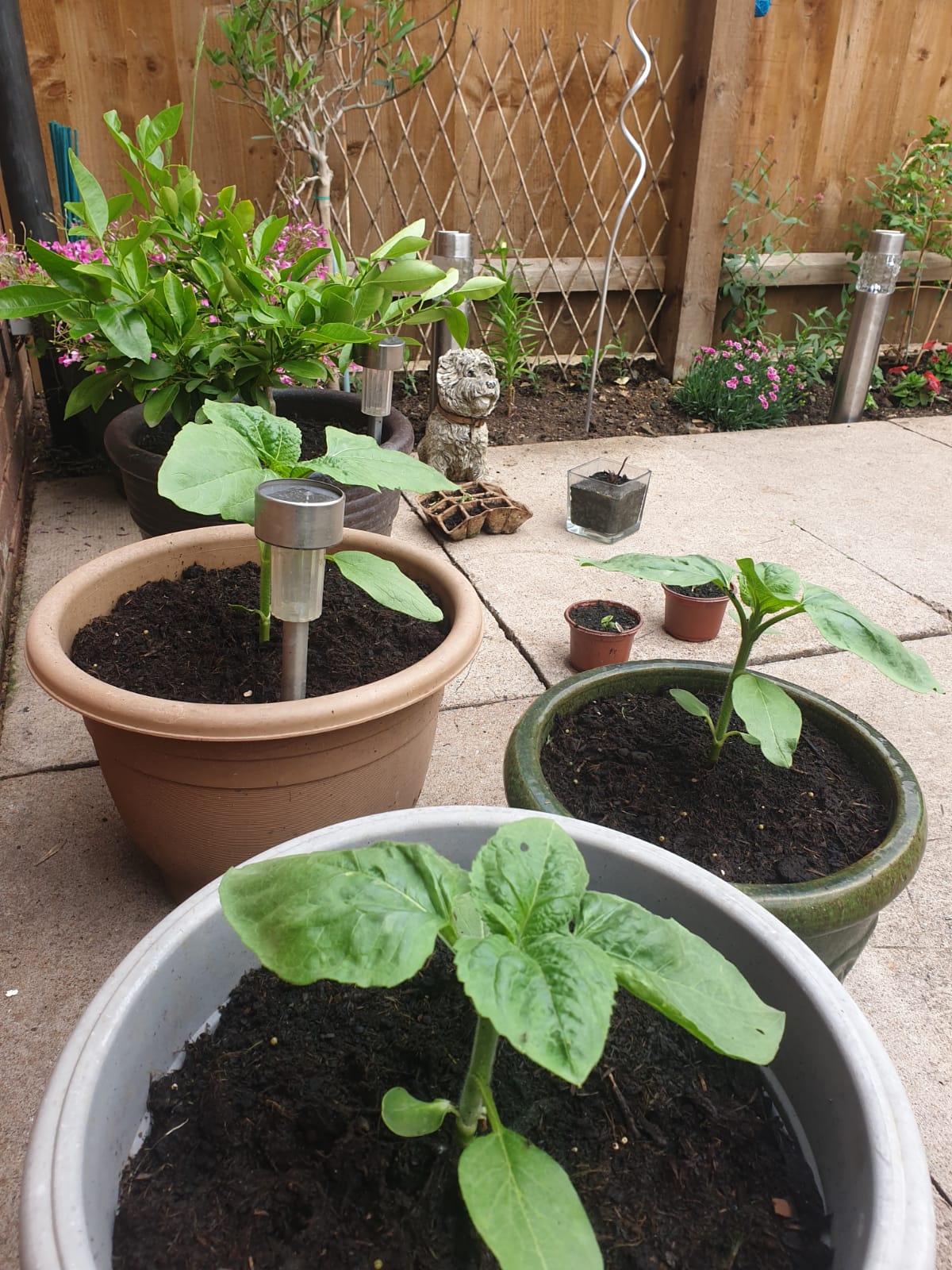 Geraint O - Sunflower selfie