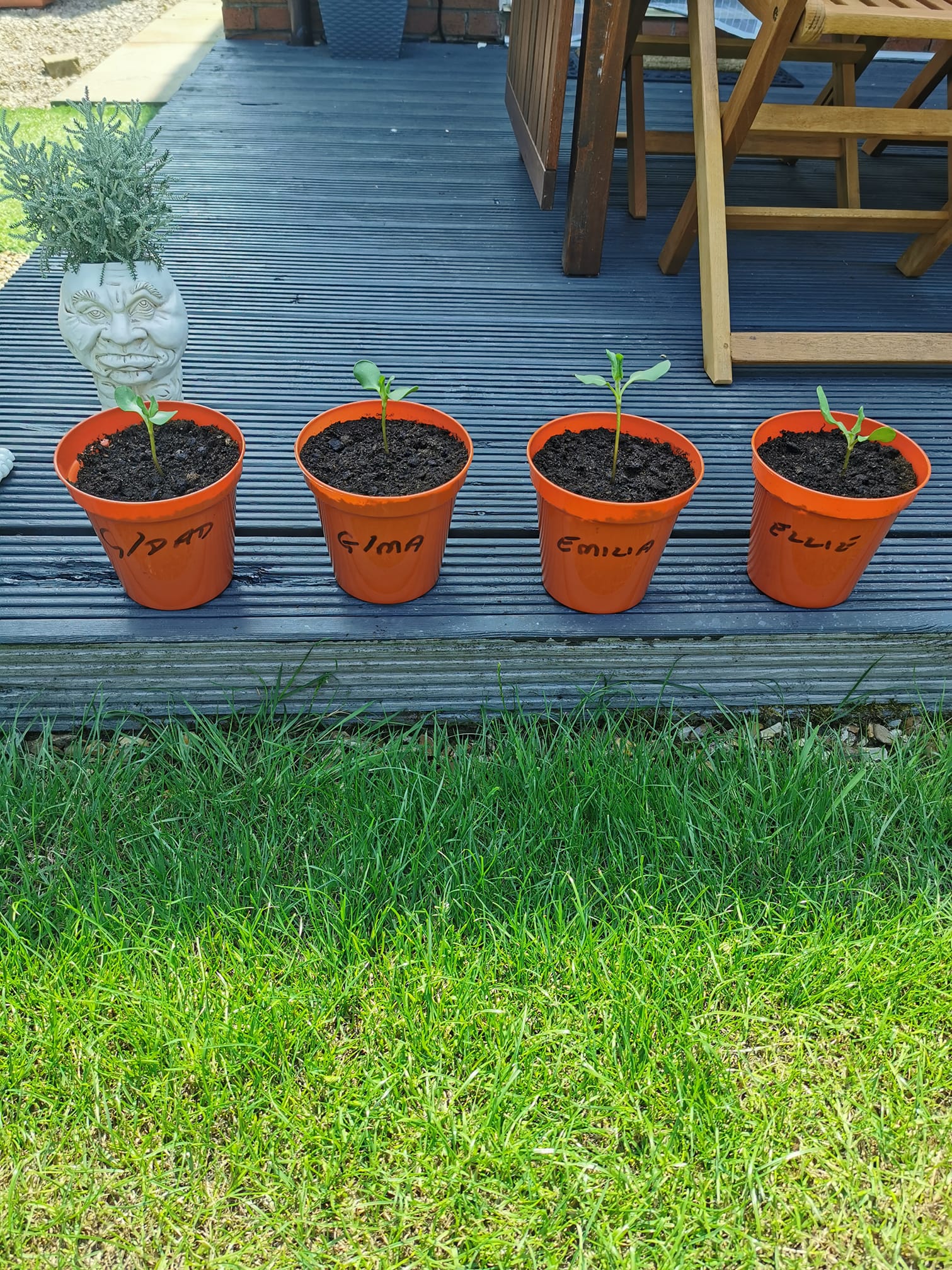 Geraint O - Sunflower selfie