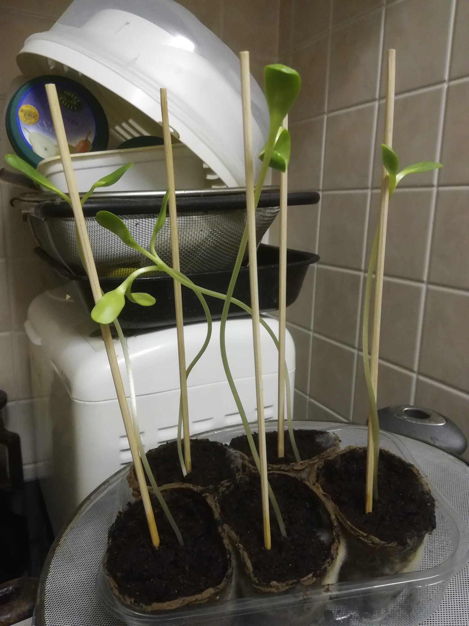 Geraint O - Sunflower selfie