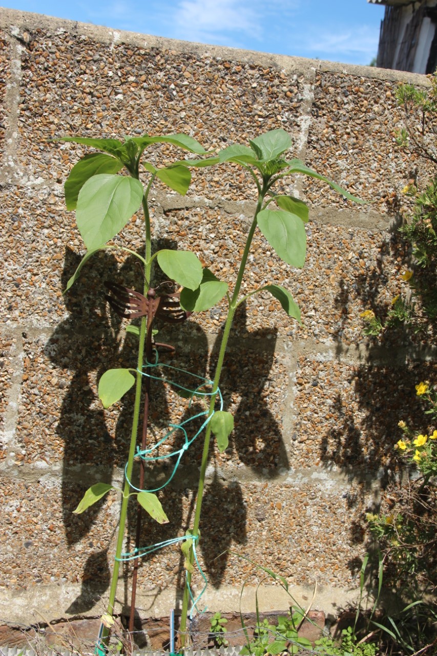 Peter T - 65 - 85 cms