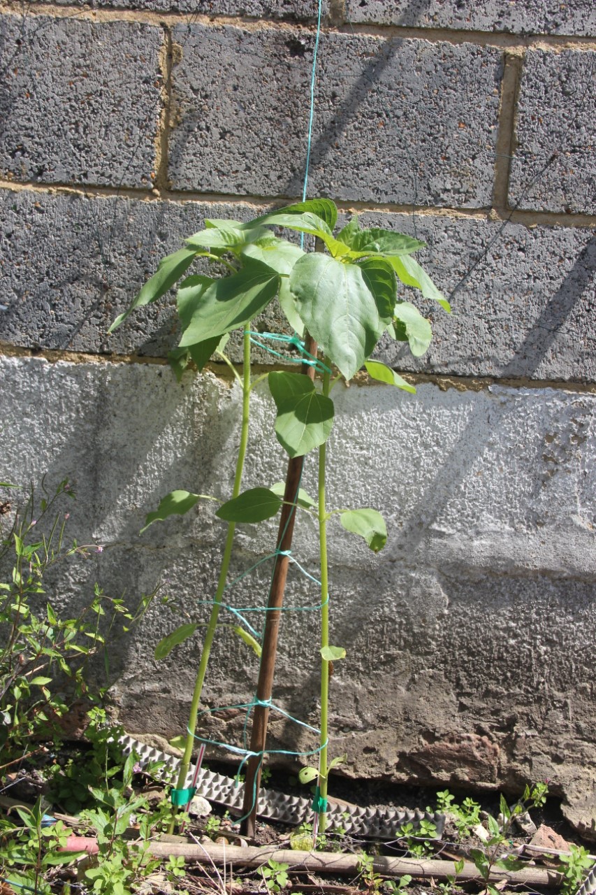 Peter T - 65 - 85 cms