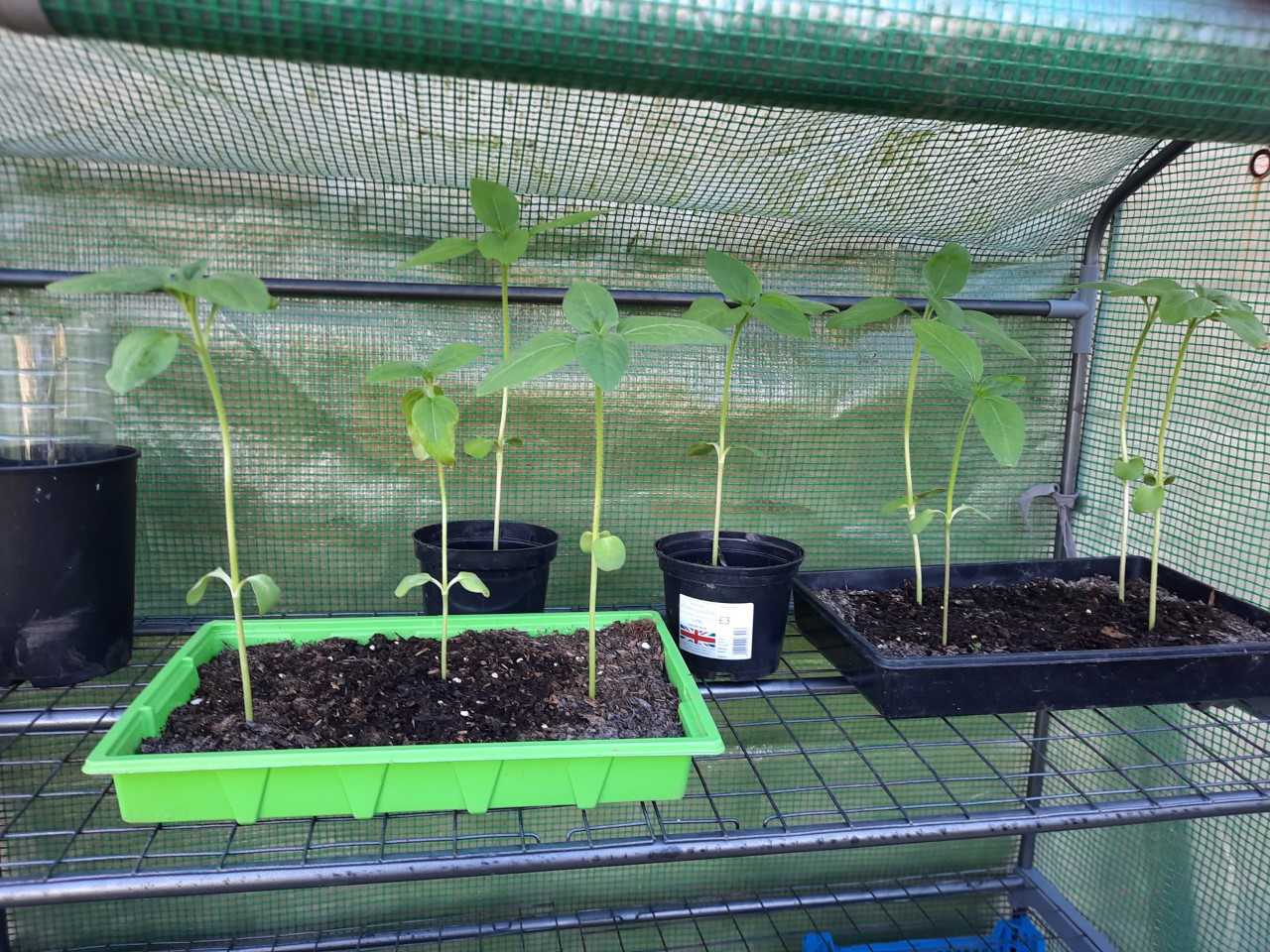 Geraint O - Sunflower selfie