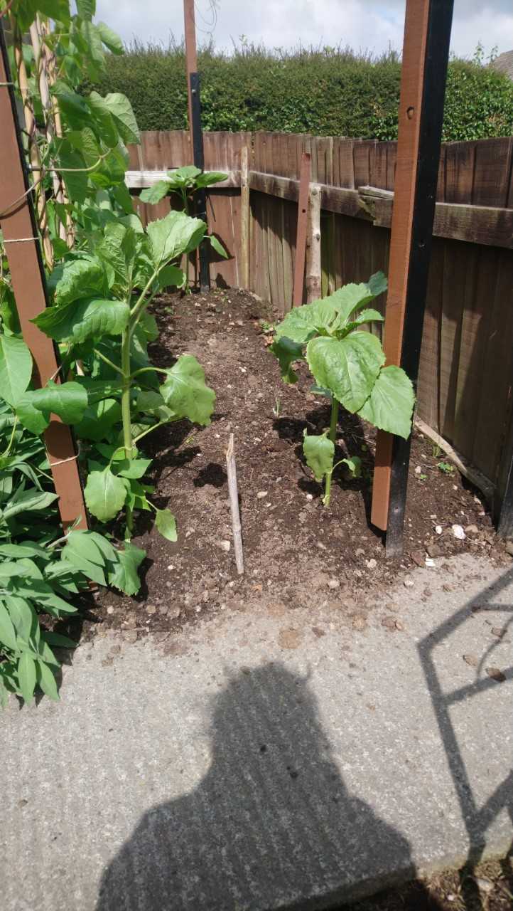 Geraint O - Sunflower selfie