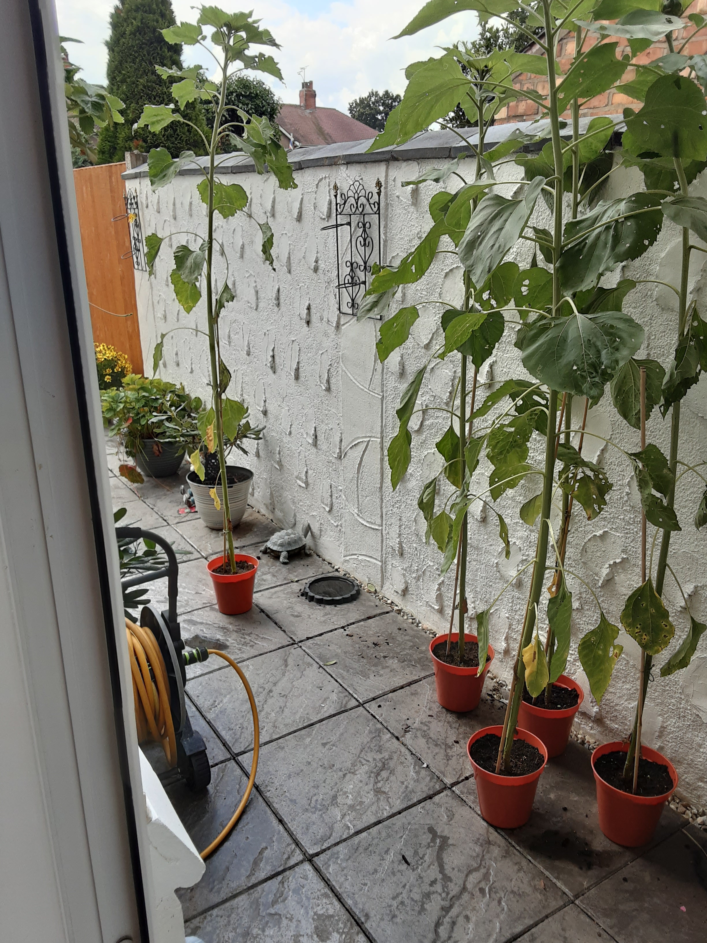 Geraint O - Sunflower selfie