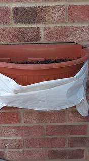 Rhonda R - Thankyou for my sunflower seeds ,will wait now in anticipation for results