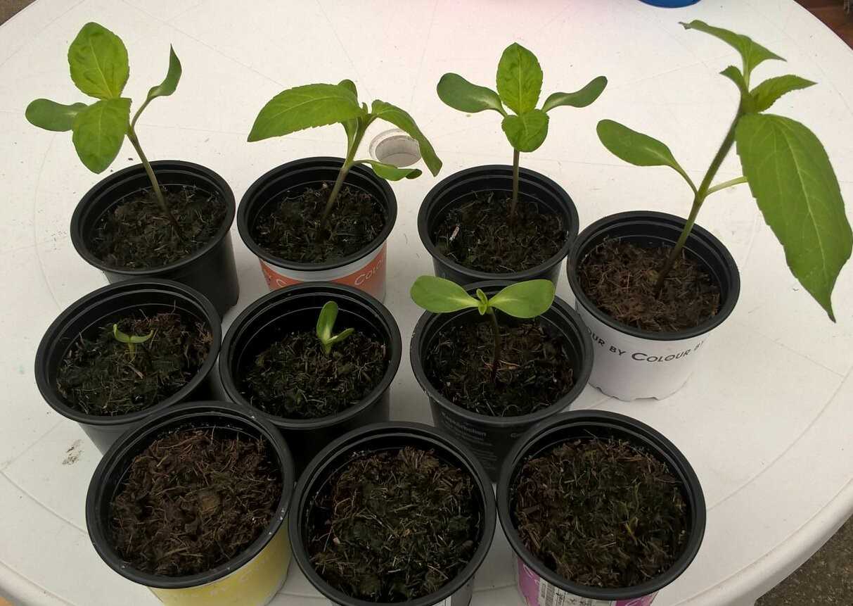 Geraint O - Sunflower selfie