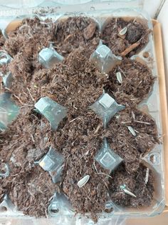 Roger M - Seeds arrived yesterday and planted in egg tray placed on bedroom window