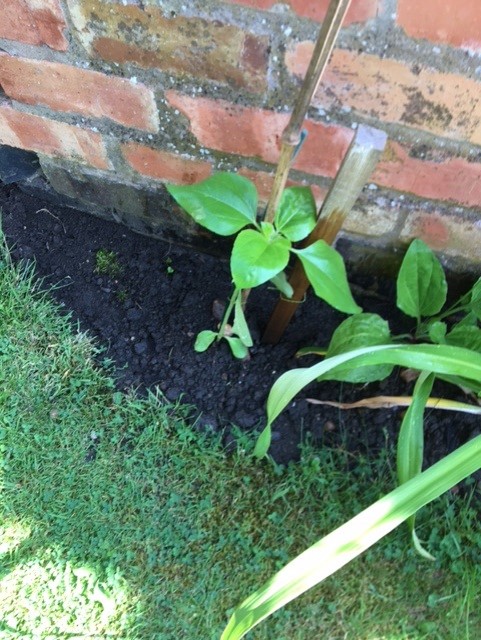 Sally c - sunflower in the ground by a brick wall