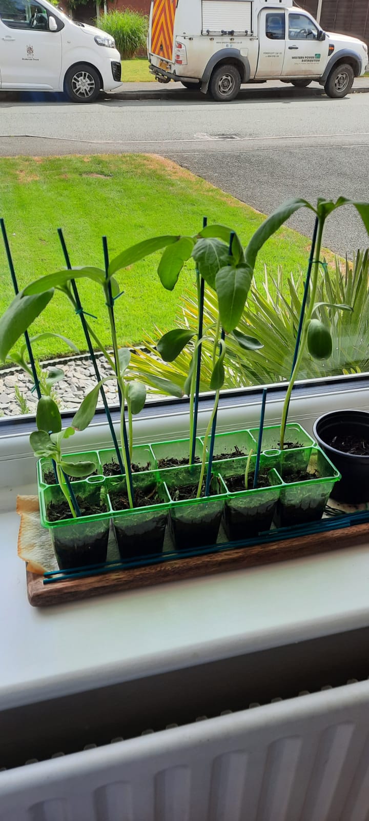 Geraint O - Sunflower selfie