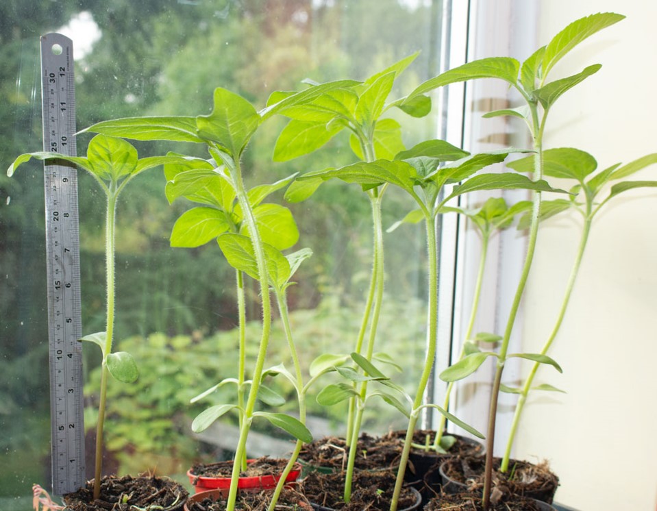 Geraint O - Sunflower selfie