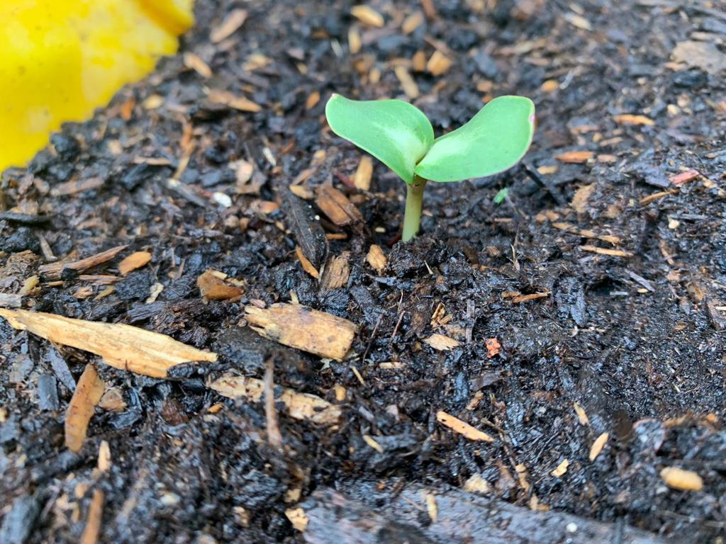 Simon J - They're growing!!!