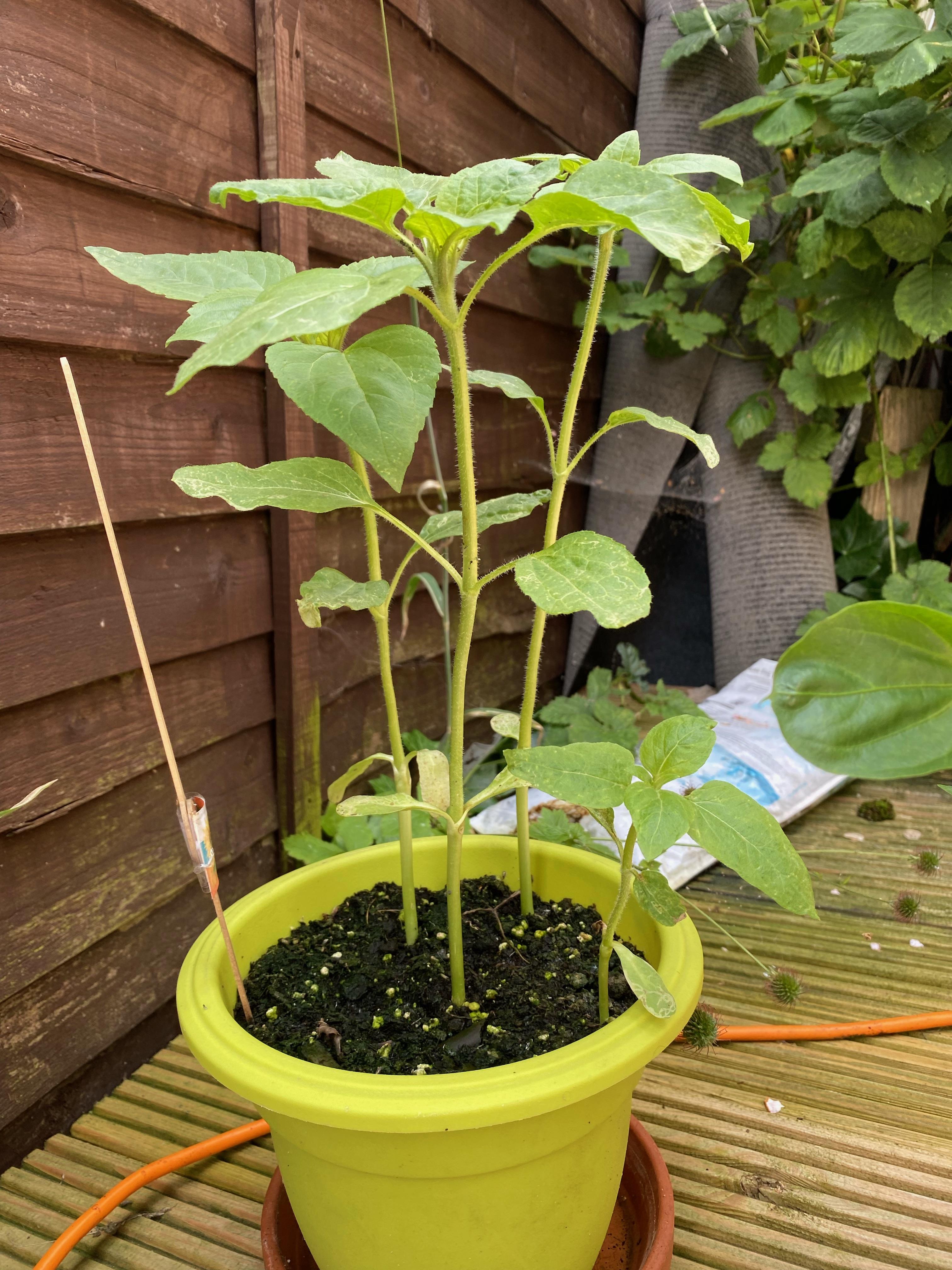Geraint O - Sunflower selfie