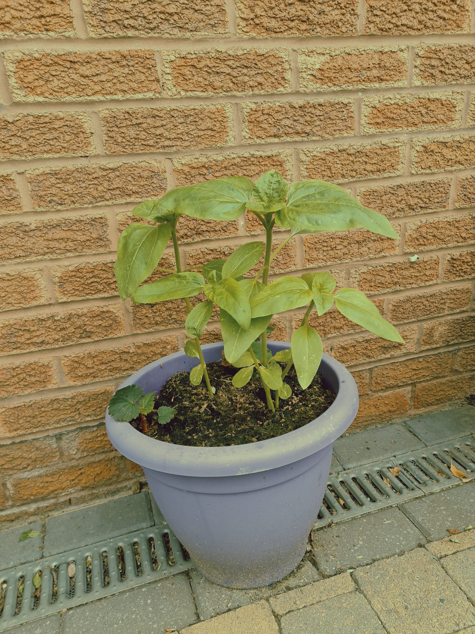 Geraint O - Sunflower selfie
