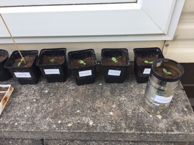 Geraint O - Sunflower selfie