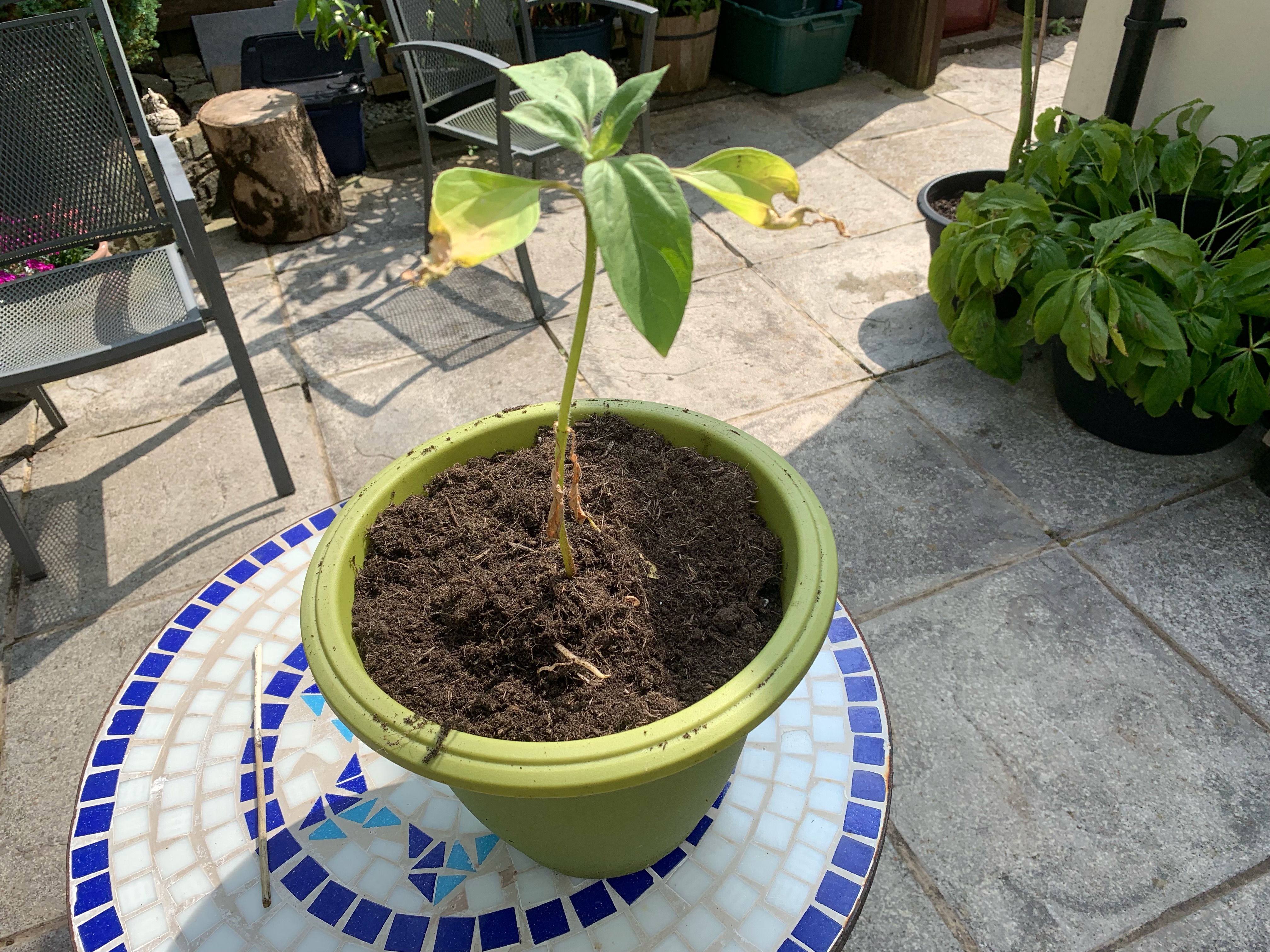 Geraint O - Sunflower selfie