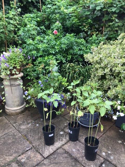 Geraint O - Sunflower selfie