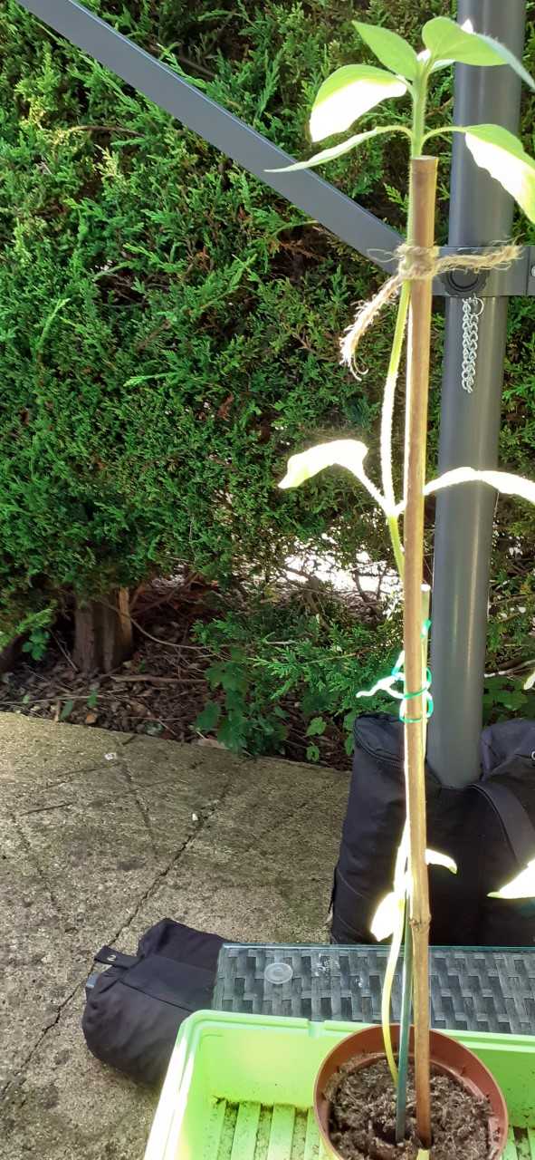 Geraint O - Sunflower selfie