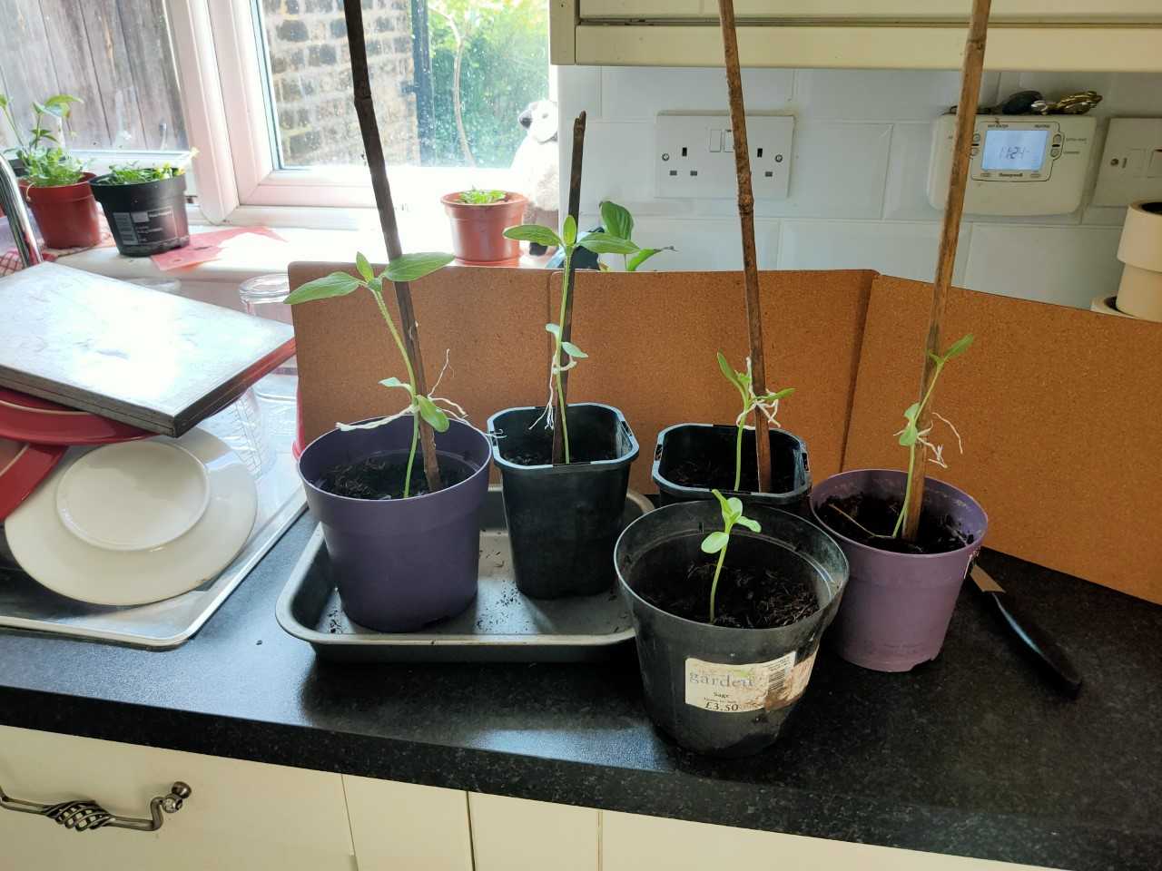 Geraint O - Sunflower selfie