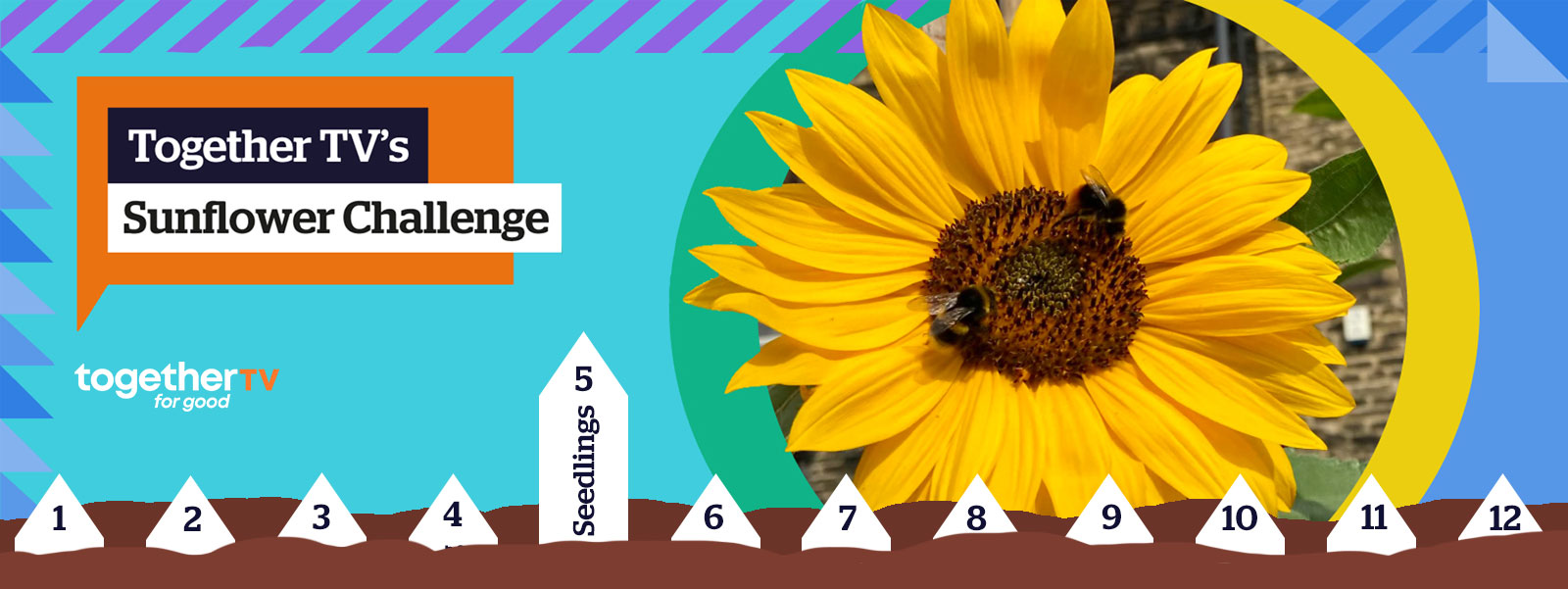 SUNFLOWER CHALLENGE 2023: WEEK 3 - SOWING
