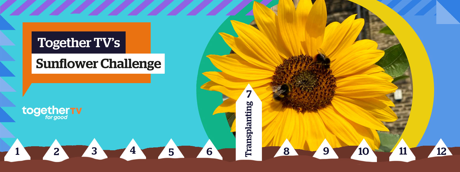 SUNFLOWER CHALLENGE 2023: WEEK 6 - Hardening off