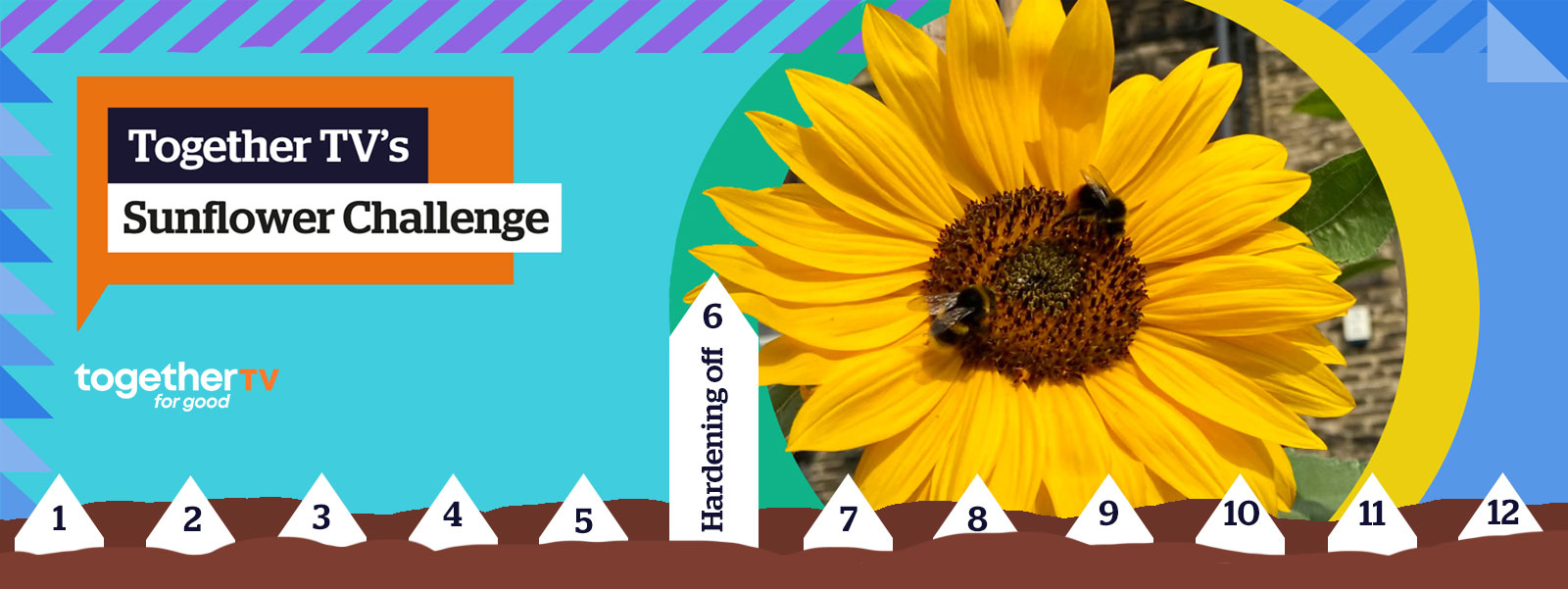 SUNFLOWER CHALLENGE 2023: WEEK 6 - Hardening off