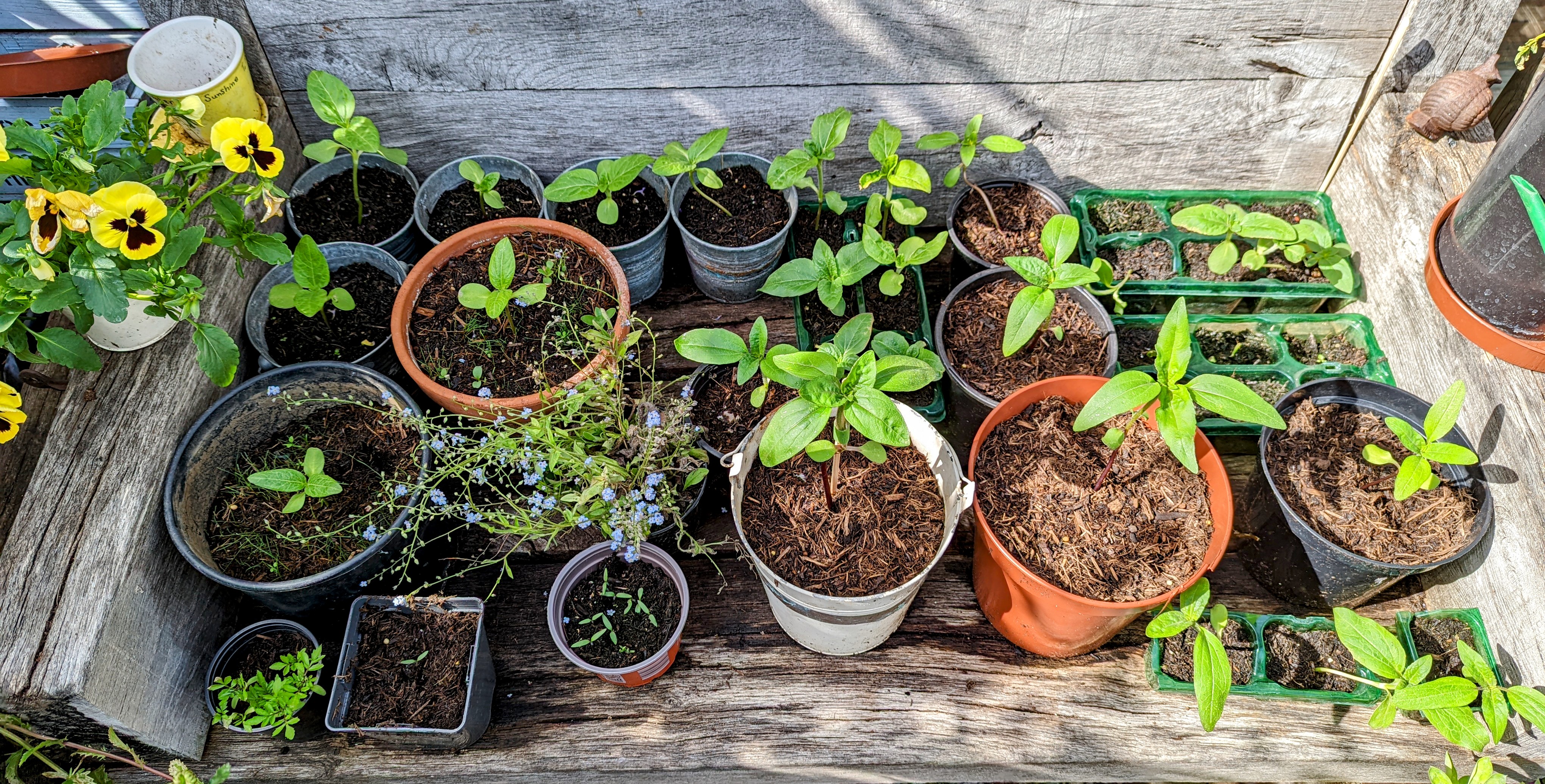 Tim H - Sunflower crop 2022