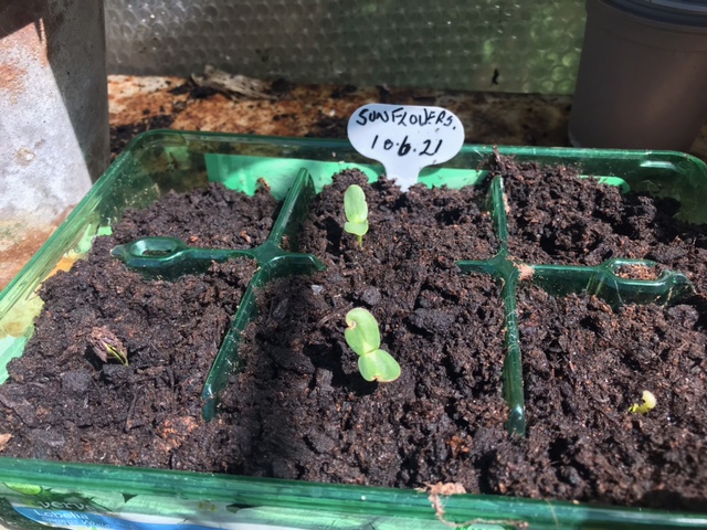 Tony - Not only received but planted the same day, JUNE 10 ad germinated on the 15th.