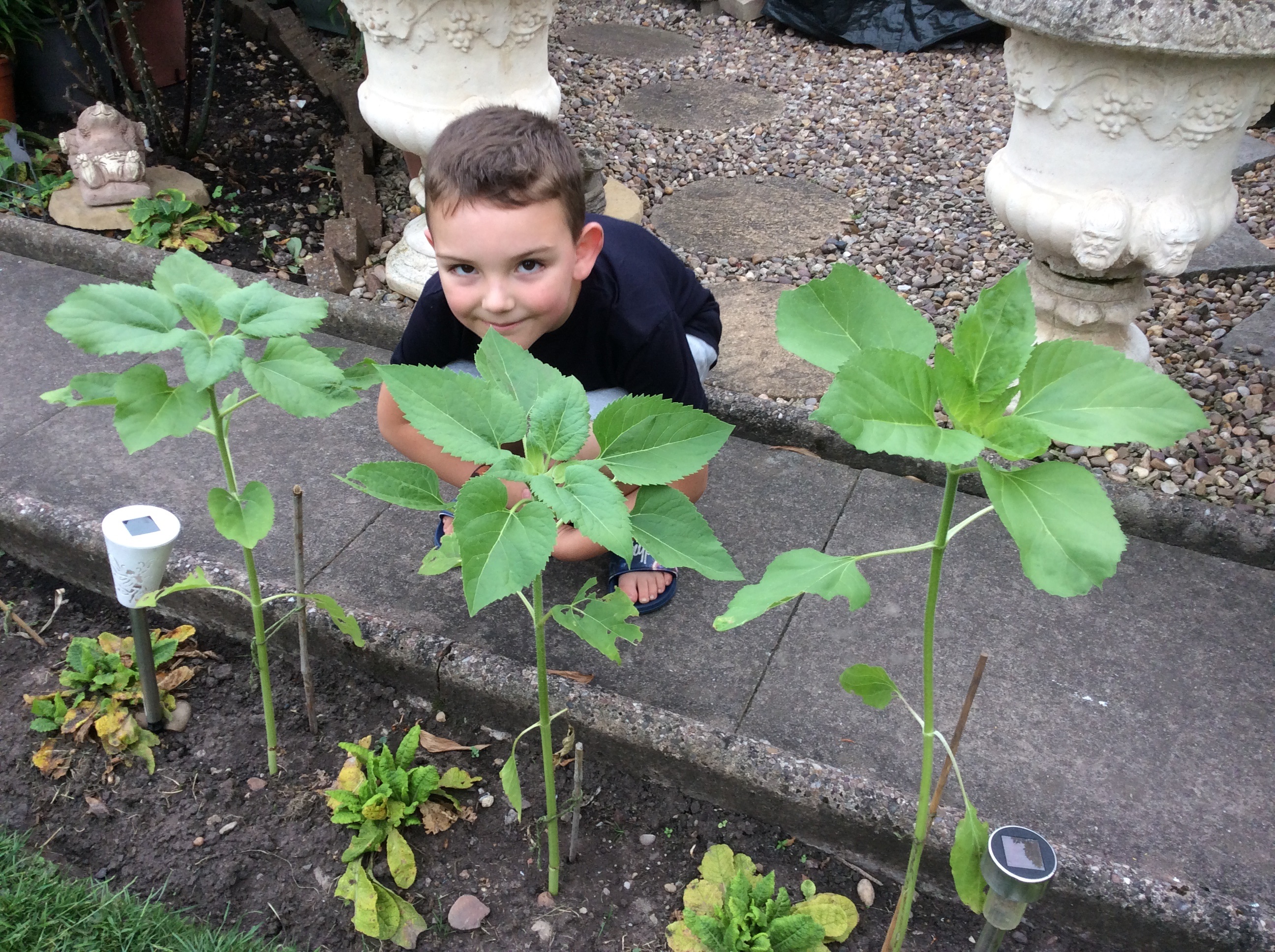 Geraint O - Sunflower selfie