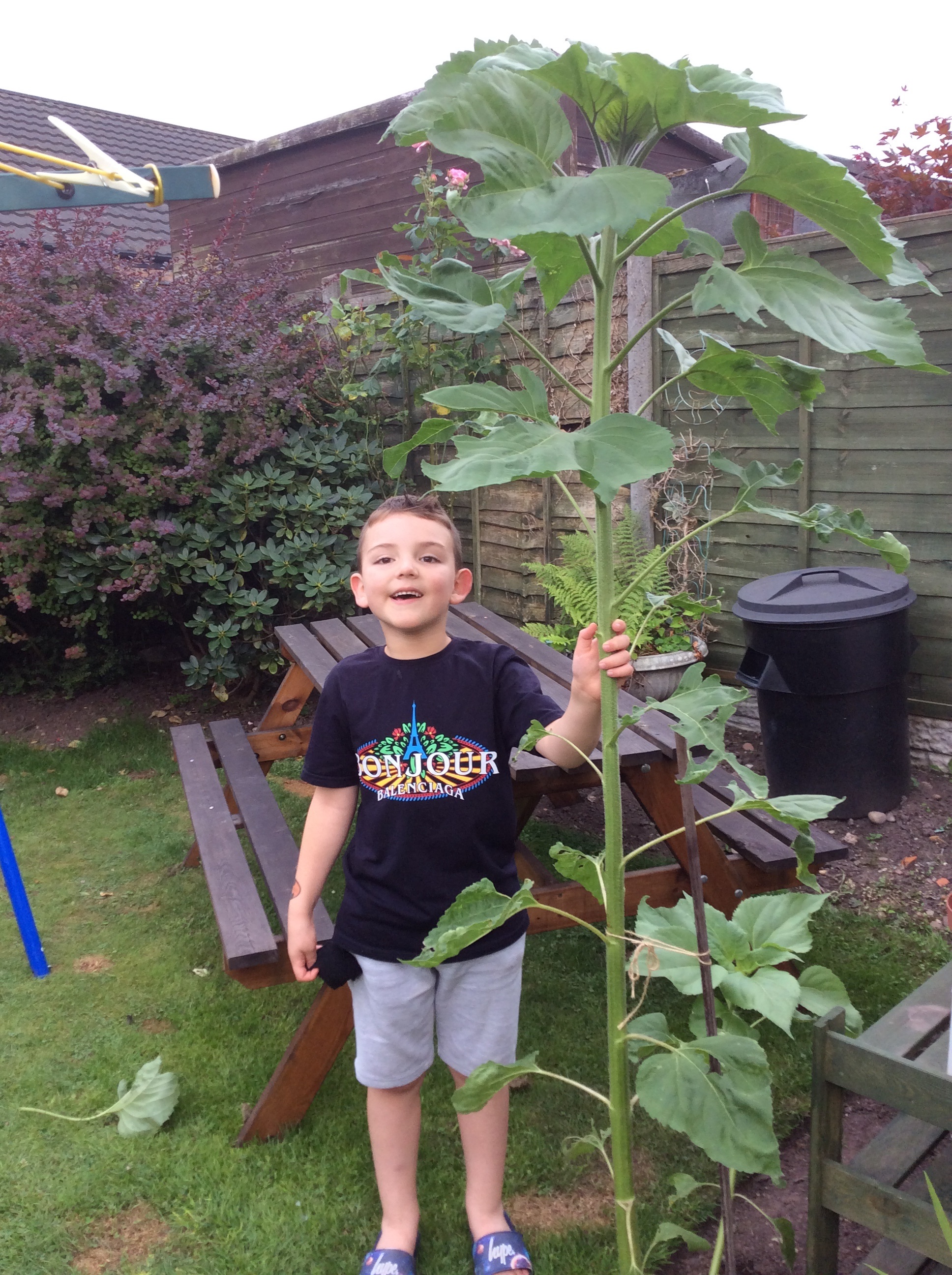 Geraint O - Sunflower selfie