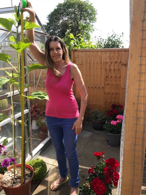 Tosca Y - Hello I measured my sunflower today, it stands at 1 meter and 50cm it has a large flower coming!!!!