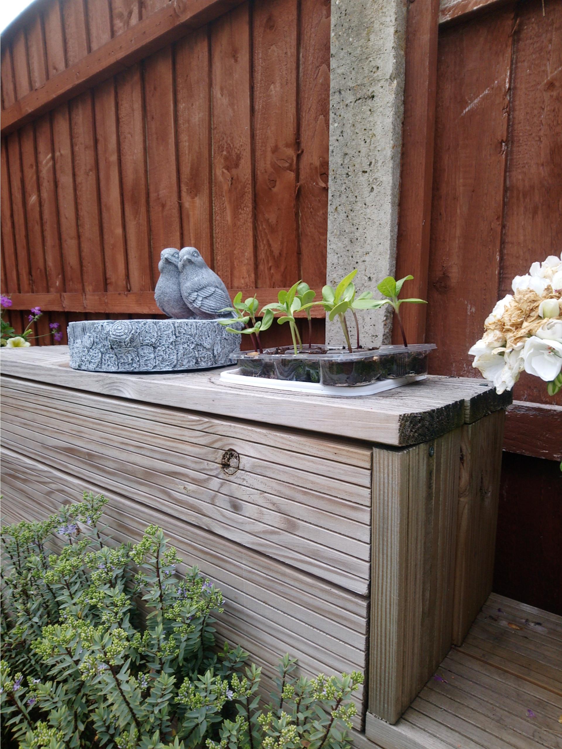 Geraint O - Sunflower selfie