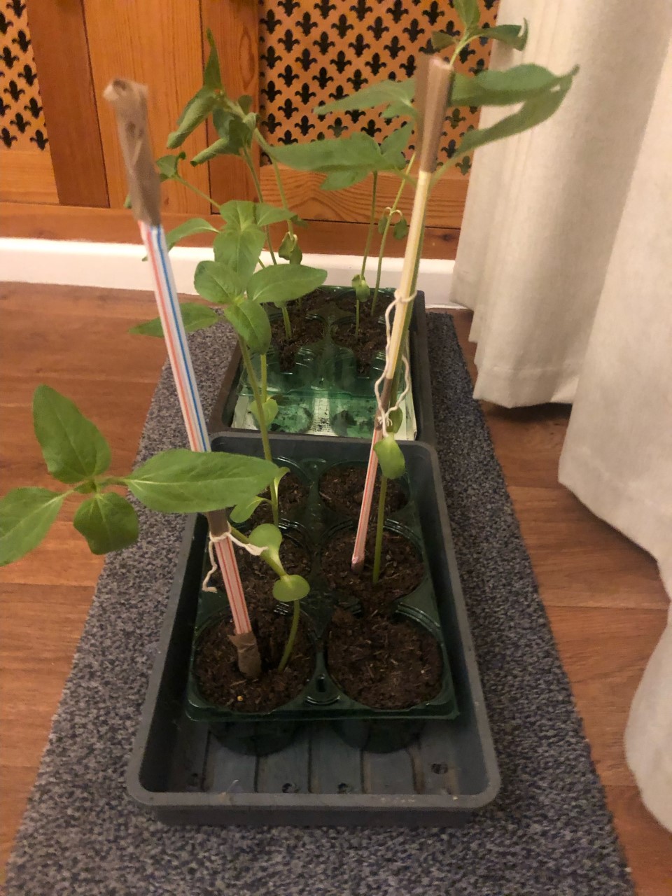 Tracy F - Hi are they supposed to be this tall at 4 weeks