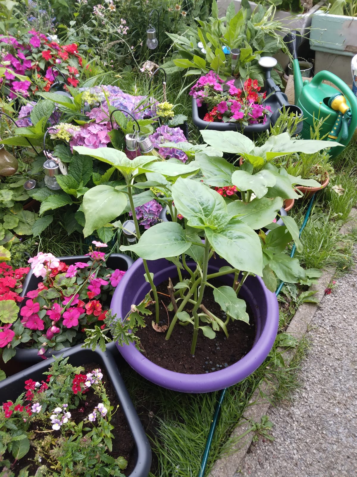 Geraint O - Sunflower selfie