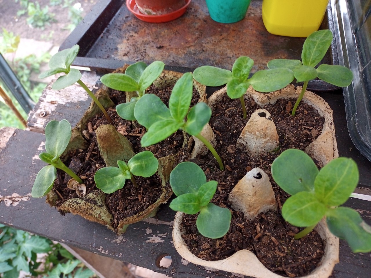 Trina P - My Sunflowers