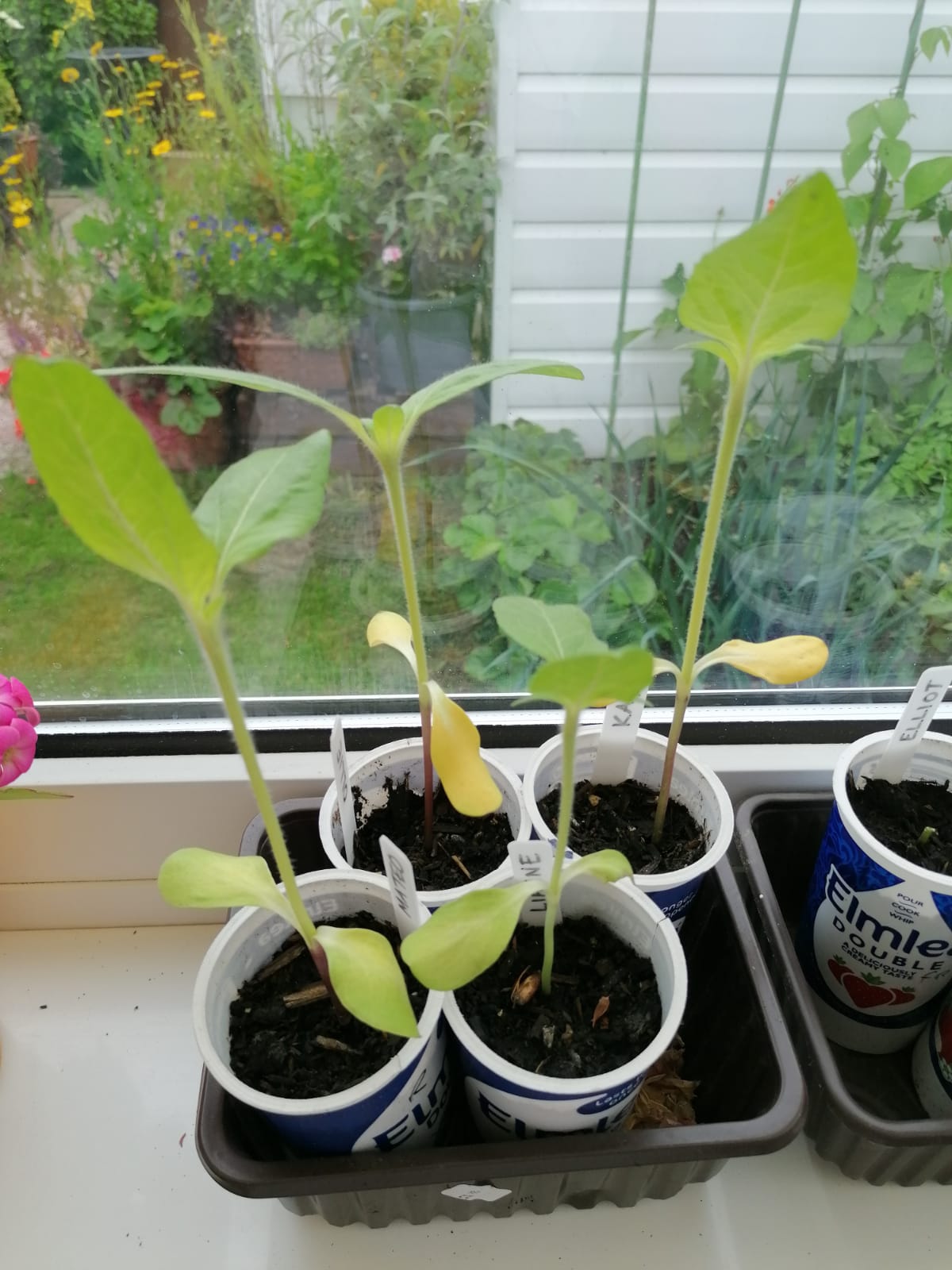 Geraint O - Sunflower selfie