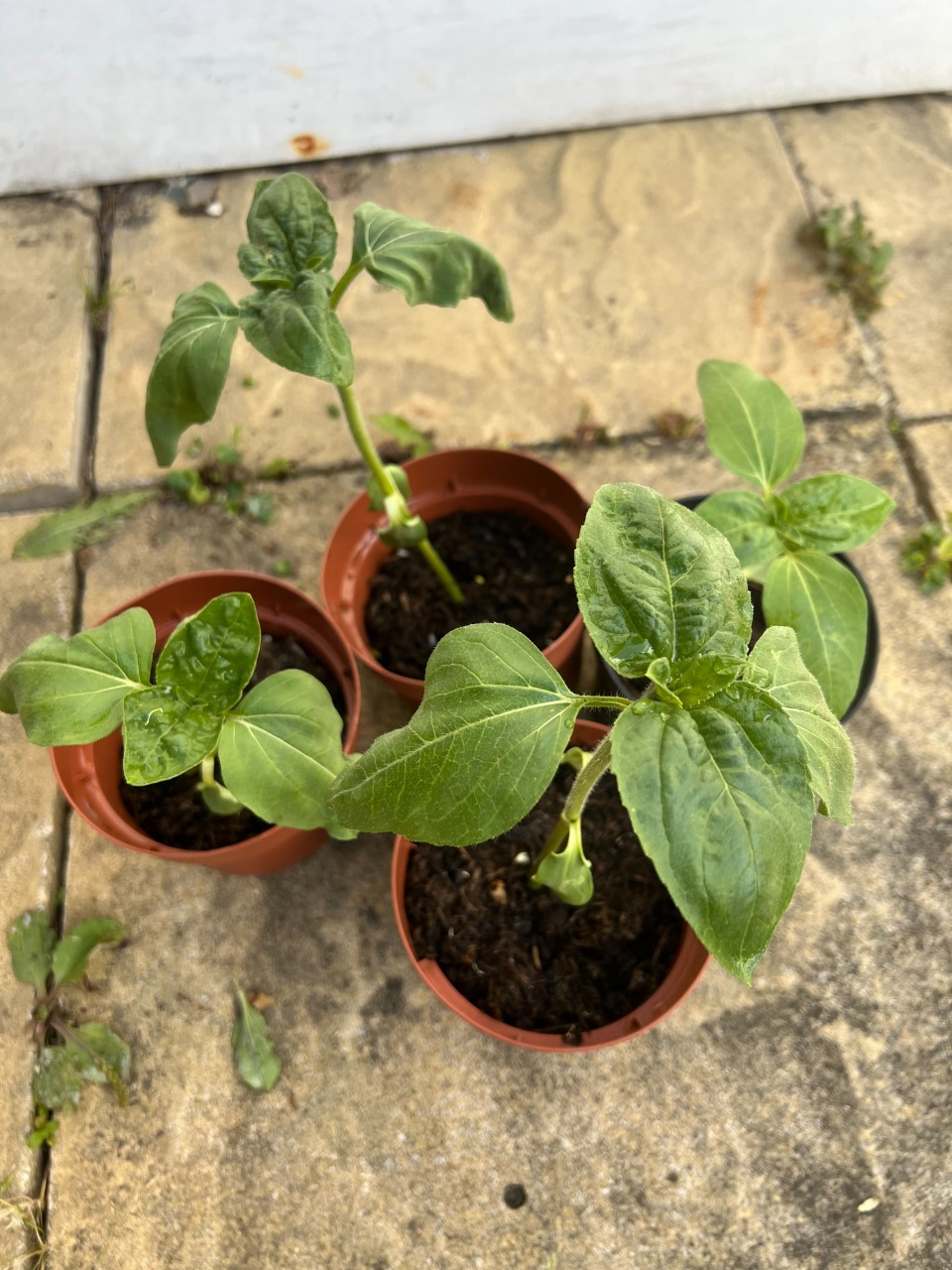 Velna P - These are my sunflowers as I’ve just planted them out.