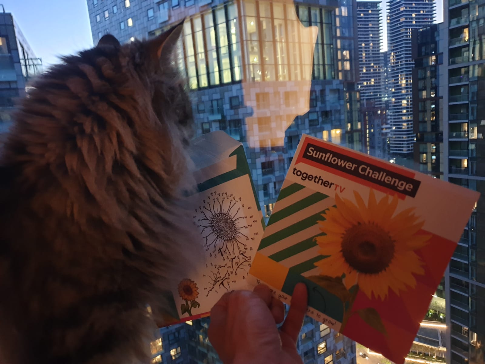 Geraint O - Sunflower selfie