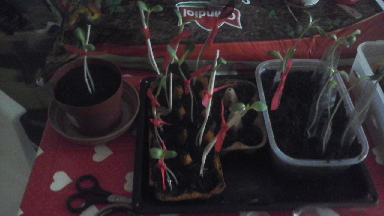 Wendy-Jane W - My sunflowers have been planted since the 18th of May and are some size.