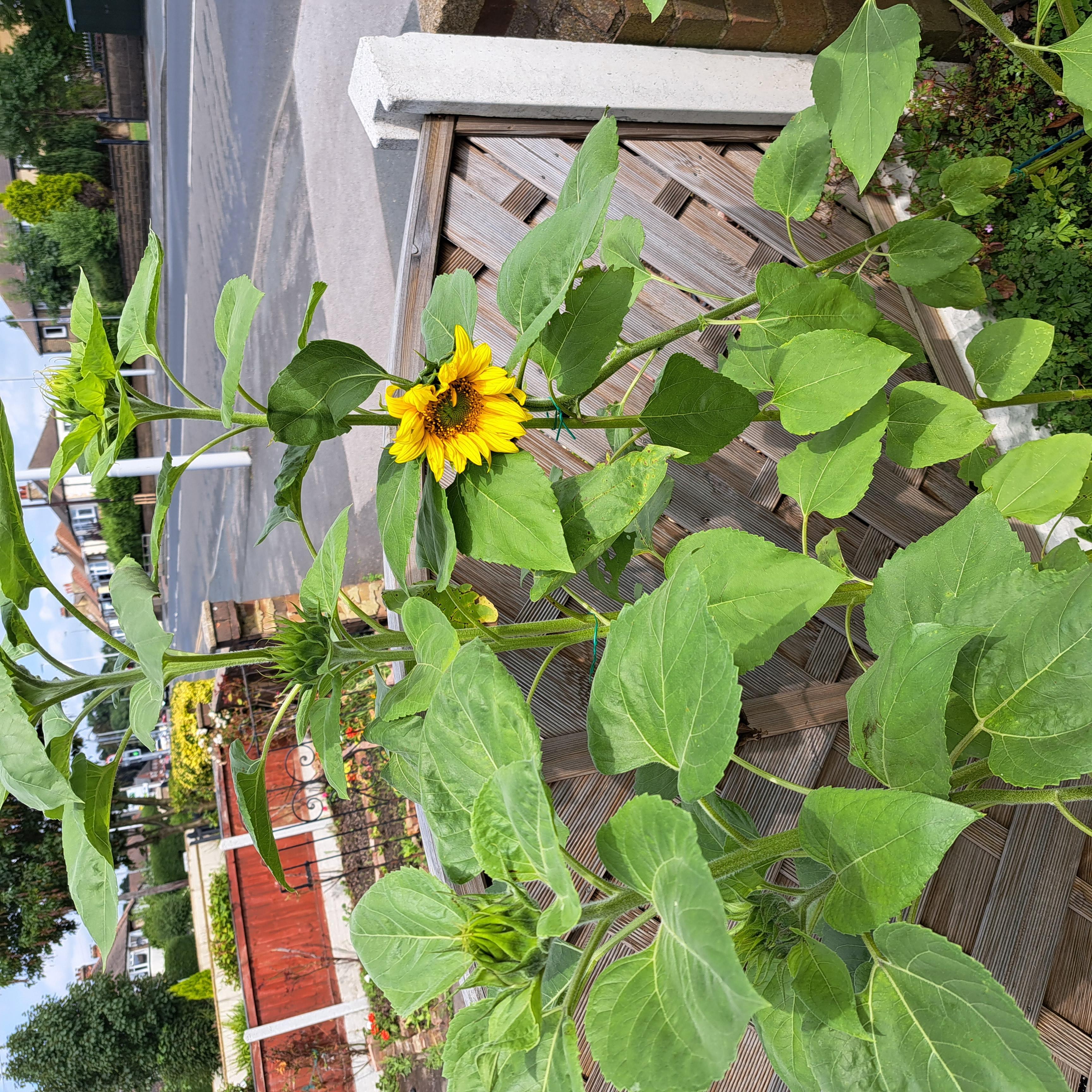 Abdul W and Saheela Y's sunflowers 